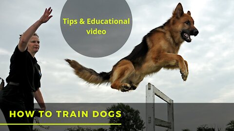How to train dogs professionally