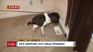 K9s sniffing out drugs hidden inside family homes