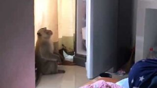 Ce singe s'introduit dans une maison pour voler de la nourriture