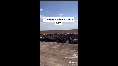 3000 Cows Died Mysteriously SW Kansas