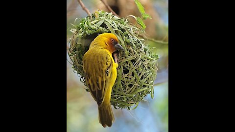 See how the bird builds its nest in nature🤍