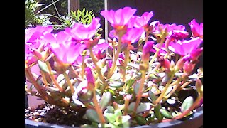 Purslane Flower Time Lapse Opening