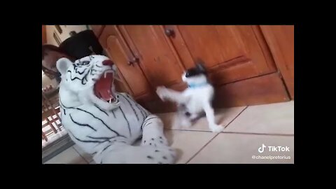 Cat vs Tiger - Funny Reaction