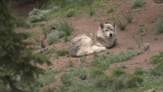 Trump administration lifts endangered species protection for wolves