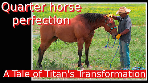 My Journey with Titan the perfect quarter horse