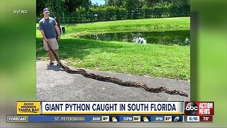 Enormous invasive python removed by FWC team