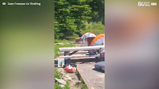 Curious bear sneaks up on sleeping camper's feet