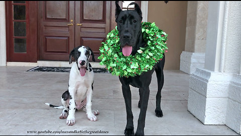 Puppy poses with Great Dane for first ever Christmas photo