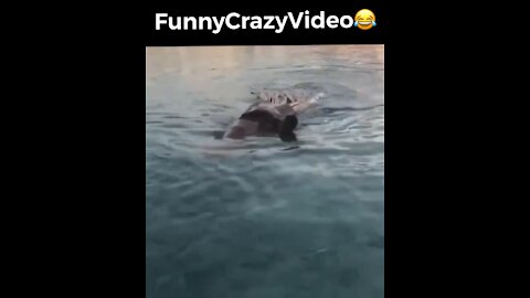 Mr FunnyCrazyVideo😂 Just Incredible Video Funny and Crazy #Like Follow for Follow 🥰