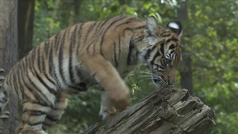 3 New Malayan Tiger Cubs Debut