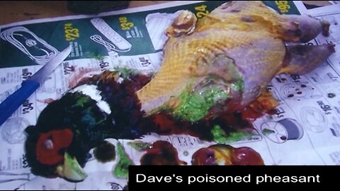 Poisoned Pheasant unintended pathways
