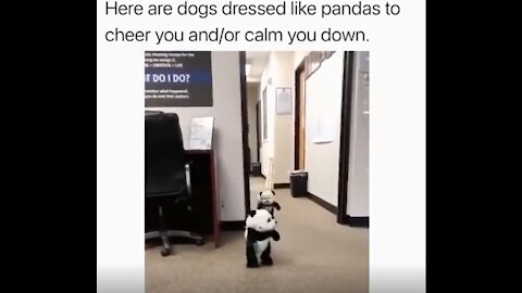 CUTE PANDA DOGGY