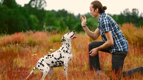 Basic Dog Training – TOP 10 Commands Every Dog Should Know!