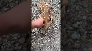 🦌 Friendly fawn comes over for head scratches ❤️ #shorts