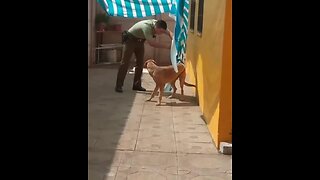 Dog Hugs Police Office After Being Freed