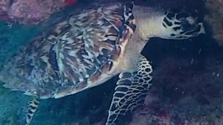 Divers Find Flamingo Tongue on the Reef