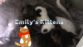 Emily's Kittens Turned 1 Week Old 😻