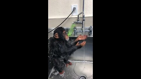 clean monkey