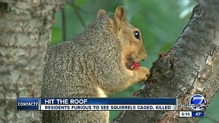 Lakewood renter shocked complex using traps to control squirrel population