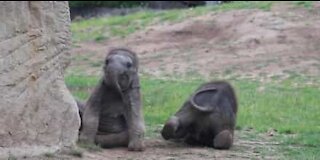Elefantes filhotes brincam e se divertem juntos em zoológico