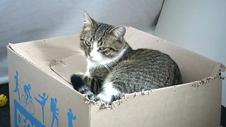 Kitten Has a Favorite Box
