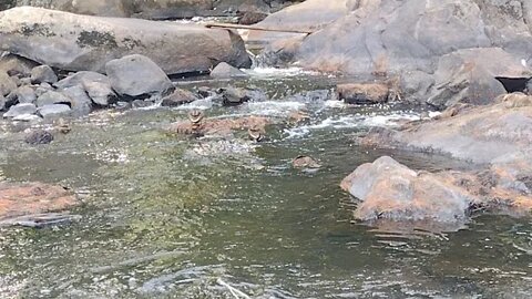 Ducks and Water Sounds #calming #ducks