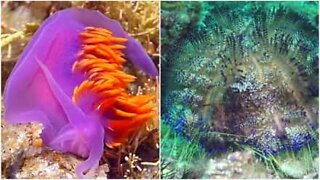 Eksotisk samling av underlige og fantastiske havdyr