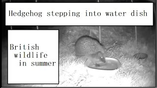 Hedgehog clumsily steps into water dish at night