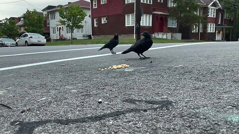 Crows Close-Up: Getting Used to the Camera Again