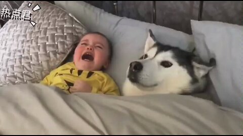 The baby kept crying, the husky tried his best to soothe the baby, so loving