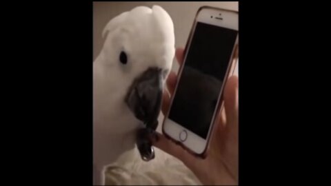 parrot talking on the phone ..... very funny