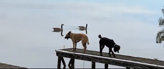 Canadian geese and dogs both claim pier.