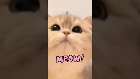 Suara kucing mengeong meong #short #meong #kucingimut