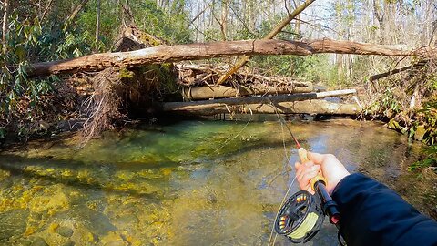 Fly Fishing Crystal Clear Water For BROWN TROUT! (North Georgia)