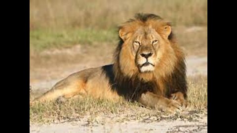 African Lions - Amazing Wild Creatures