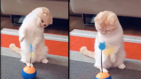 A Cat Playing a New Ball