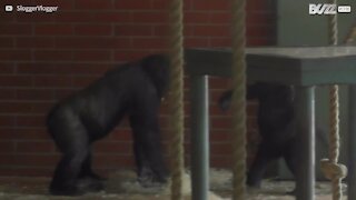 Ces gorilles sont frères et s'éclatent ensemble!