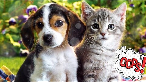 Cat Ovenmitt gives puppy Java a very thorough bath, even his fluffy ears