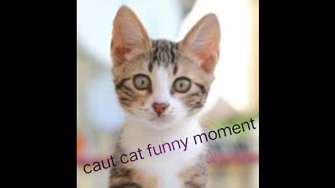 Caut cat funny moment