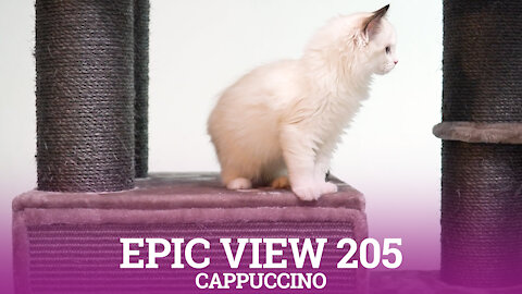 Petrebels cat trees - Epic view 205 - Cappuccino