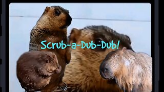 Scrub-a-Dub-Dub! Hilarious Compilation of Animals Enjoying Bath Time Fun