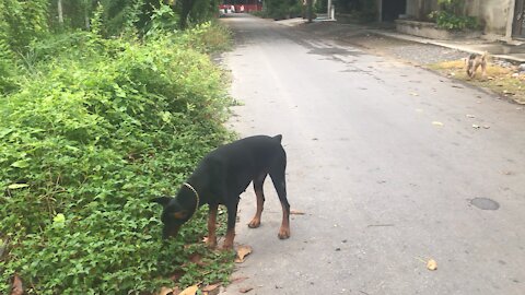 Dog potus takes a poo as Doberman bodyguard keeps watch