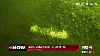 Diver shows the destruction caused by red tide