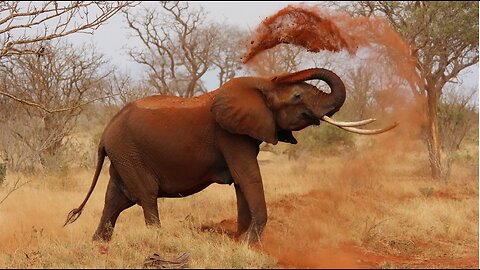 Unleashed Fury: The Terrifying Power of an Angry Elephant"