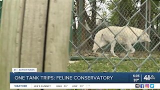 One Tank Trips: Feline conservatory