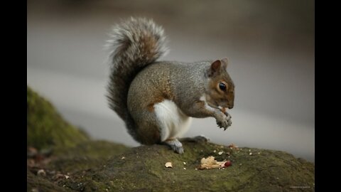 I'M NOT JUST A SQUIRREL, I AM A CONTORTIONIST!