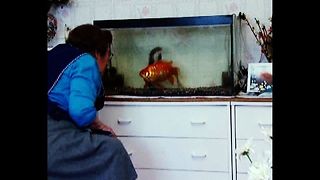 MASSIVE Goldfish