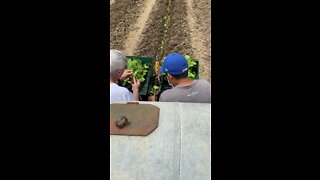 Grandpa Larry helping with the transplanter!