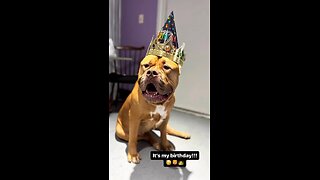 Giant PitBull celebrates his 6th birthday 🥳🦁👑