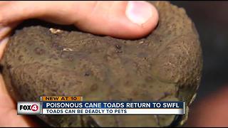 Deadly Cane Toads return to SWFL